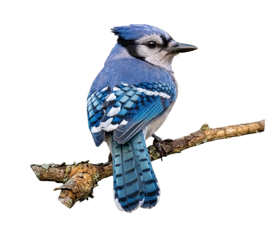 Blue Jay and travel Logo